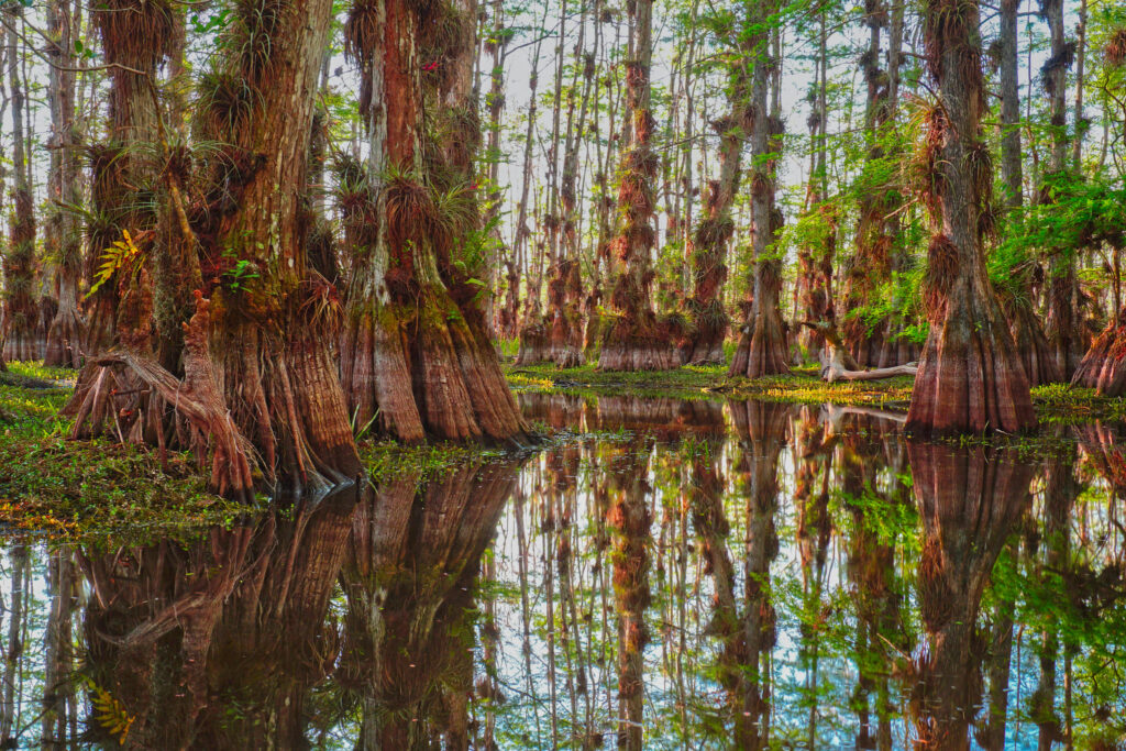 Ciprestes em área alagada no Big Cypress National Preserve na Flórida