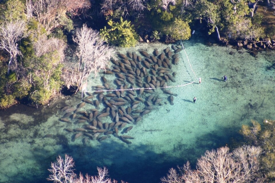 Manatees reunidos nas águas do Crystal River National Wildlife Refuge na Flórida