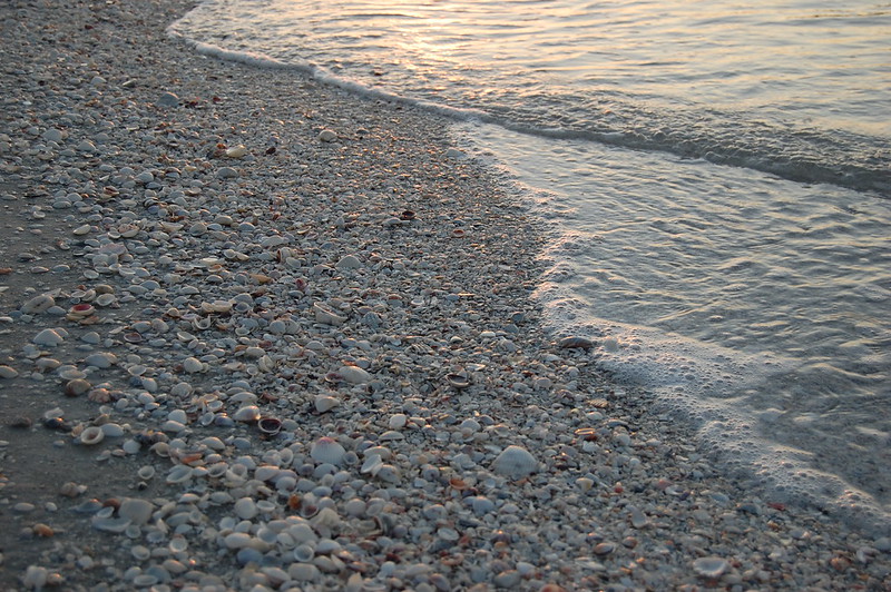 Conchas na areia de Sanibel Island na Flórida