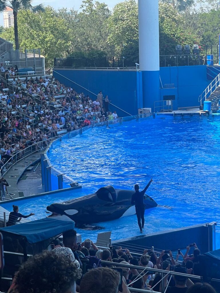 Apresentação com orca no SeaWorld Orlando