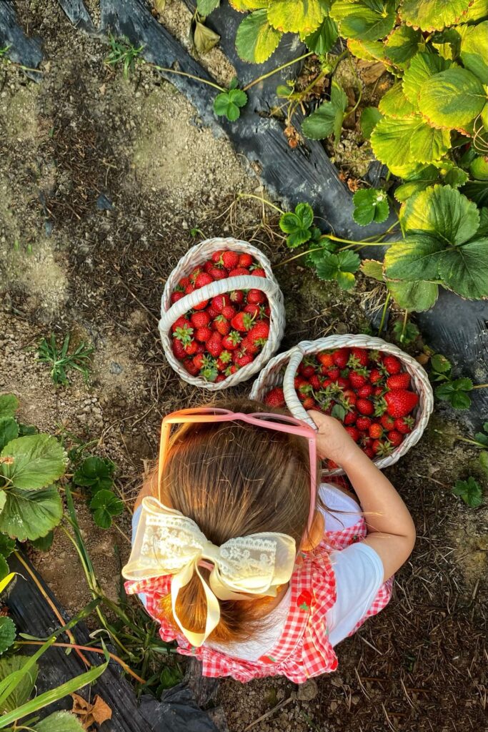 Criança com cestos de morangos durante experiência de colheita em uma plantação