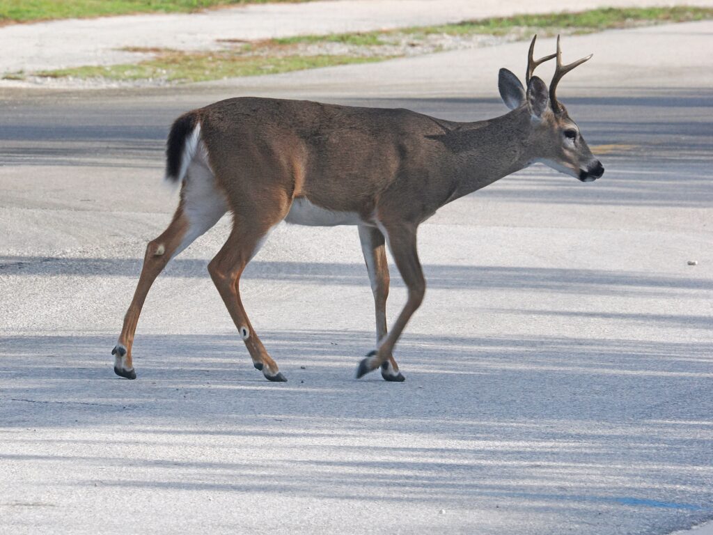 Key deer no National Key Deer Refuge em Big Pine Key nas Florida Keys