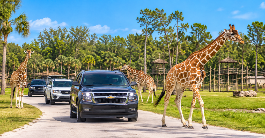 Lion Country Safari na Flórida com girafas próximas aos carros durante o safári