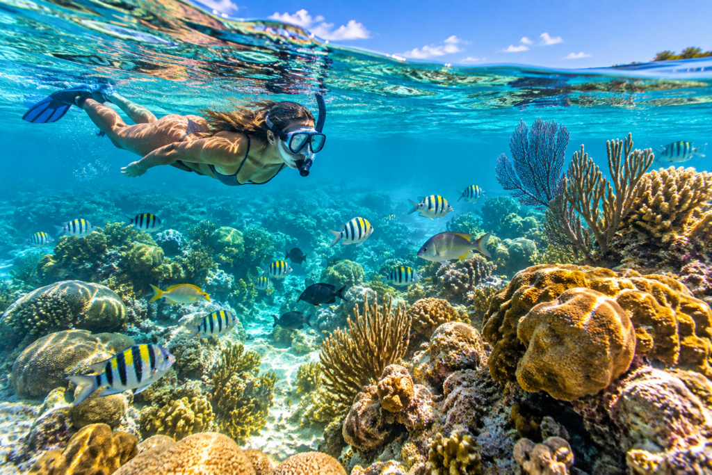 Snorkeling entre recifes de coral e peixes tropicais em Key Largo